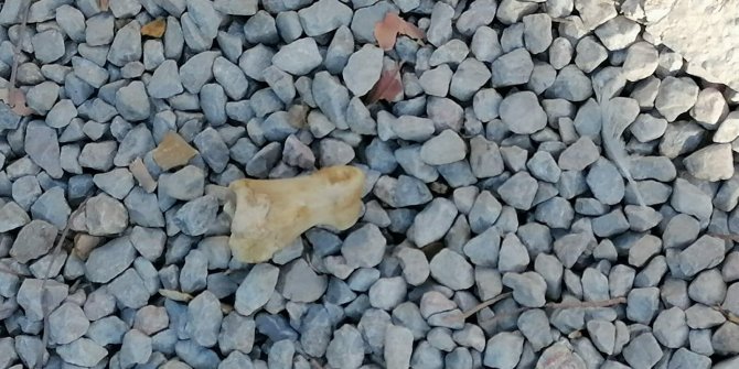 Köpeğin bulduğu kafatasının ardından bölgede bir de kemik parçasına rastlandı