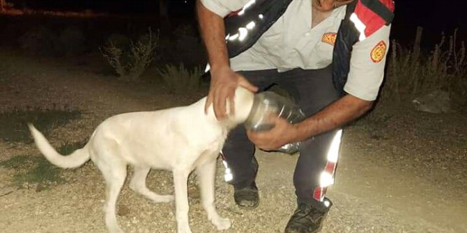 Başı bidona sıkışan köpeği itfaiye kurtardı