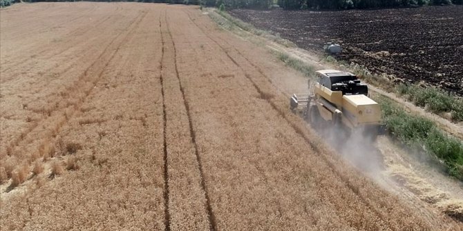 Üreticilere yüzde 75 hibe desteğiyle 6 bin 100 ton tohum dağıtıldı