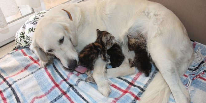 Annesiz kedi yavrularına evin köpeği sahip çıktı