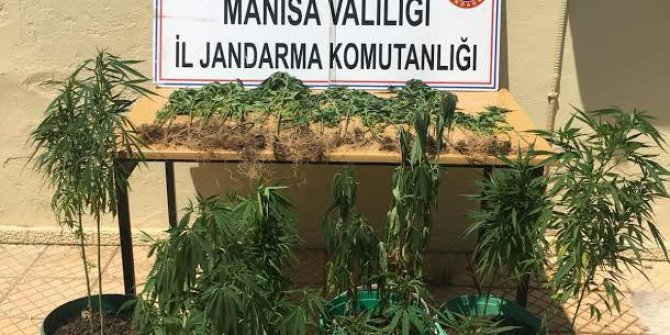 Tarlasında kenevir yetiştirildiğini ihbar etti, 96 kök ele geçirildi