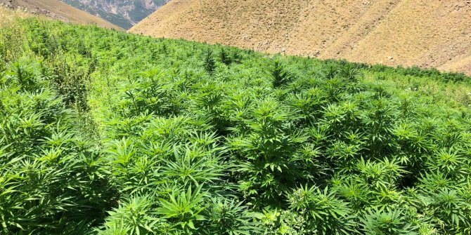 Bingöl'de, 860 bin kök Hint keneviri ele geçirildi