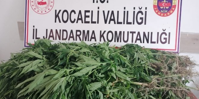 Ormandaki alana ekili 500 kök kenevir ele geçirildi