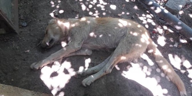 Tarsus’ta 4 köpeği zehirlediler