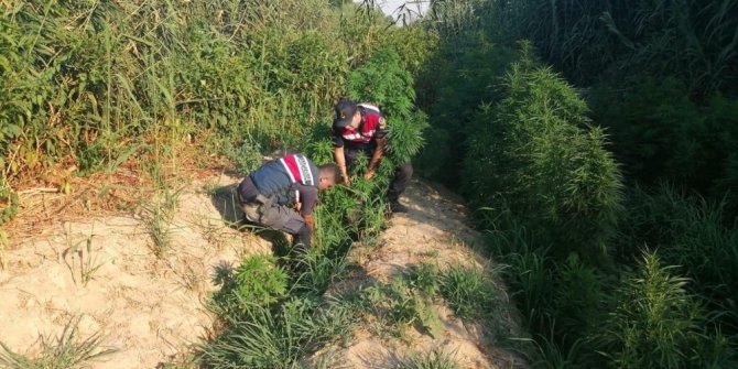 Manisa’da bugüne kadarki en büyük kenevir operasyonu