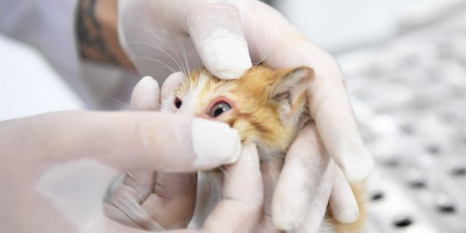 Motor kaputuna sıkışan yavru kedi uzun çabalar sonrası kurtarıldı