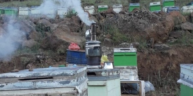 Arı kovanlarına ayı saldırısı