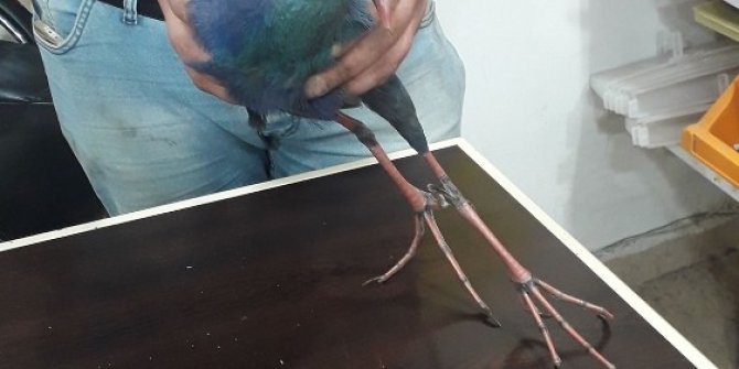 Yaralı saz horozu tedavi altına alındı