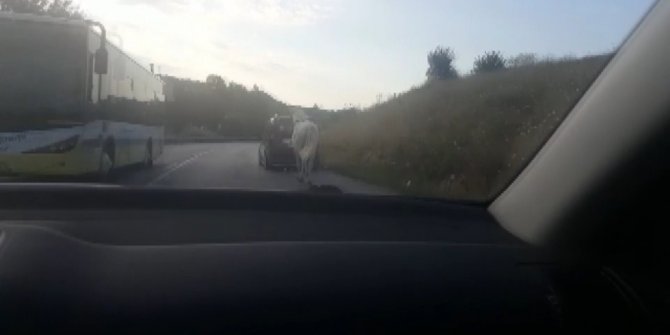 Bursa’da tepki çeken görüntü... Atı araca bağlayıp çekti