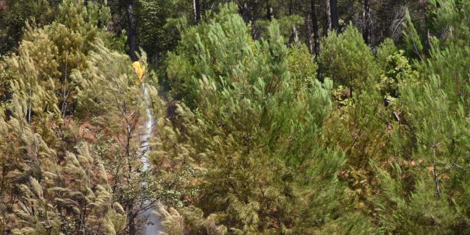 Otomobildeki alevler ormana sıçradı, yangın 2 saatte söndürüldü