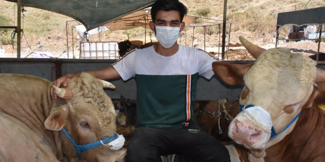 Pazara gelenlere maske zorunluluğunu hatırlatmak için boğalarına maske taktı