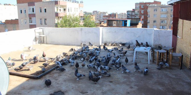 Diyarbakır'da güvercin oteli açıldı; içinde 1 milyon TL'lik kuş var