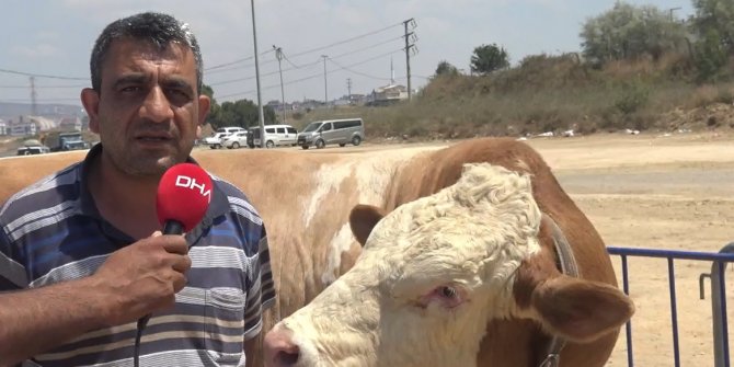 1 ton 330 kiloluk boğa 'Paşa', 32 bin liraya satılık
