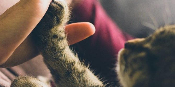 İngiltere'de ilk defa evcil hayvanda Kovid-19 tespit edildi