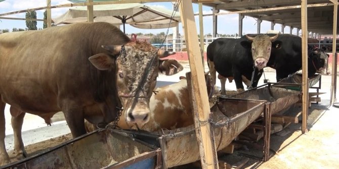 Pandemi kurban satışlarını olumsuz etkiledi: Satıcı çok, alıcı yok