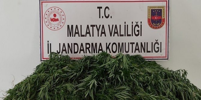 Kaçak kenevir ekenlere gözaltı