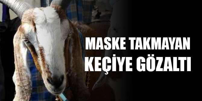 Hindistan'da ilginç olay: Polis maske takmayan keçiyi gözaltına aldı
