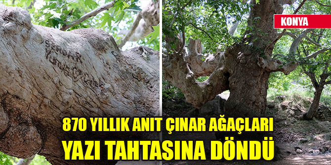 870 yıllık anıt çınar ağaçları yazı tahtasına döndü