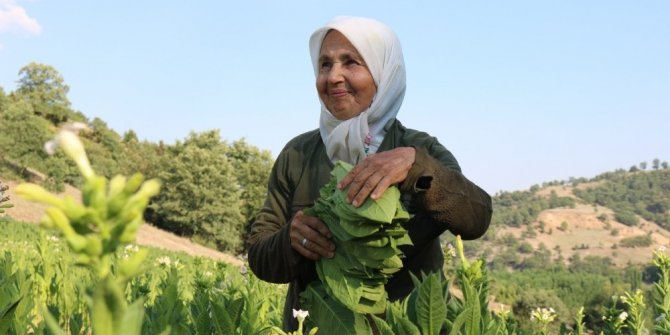Geçimlerini tütüncülükle sağlıyorlar