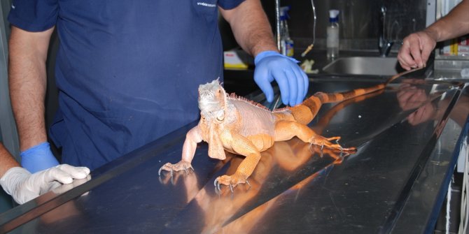 1 metre 12 santimetre boyunda iguana bulundu, koruma altına alındı