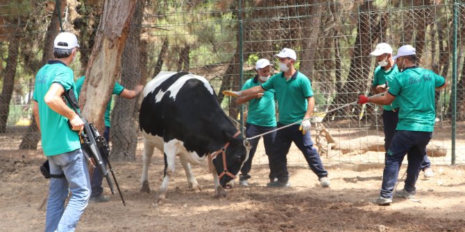 Gaziantep'te, 'kurban yakalama timi' eğitimini tamamladı