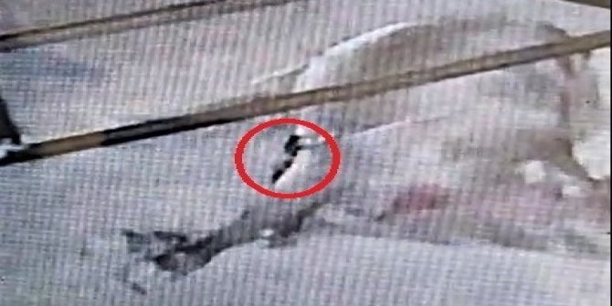 Yılan kurbanlık boğayı telef etti