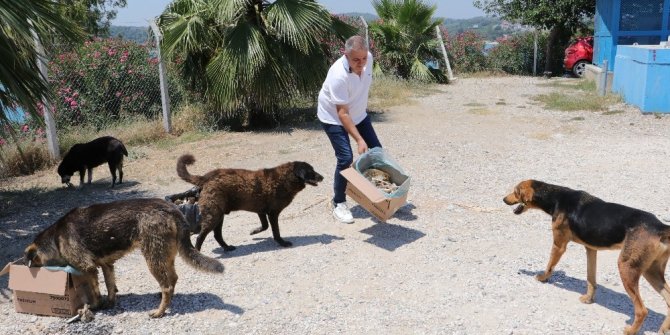 Her gün 30 kilometre gidip can dostlarını besliyor