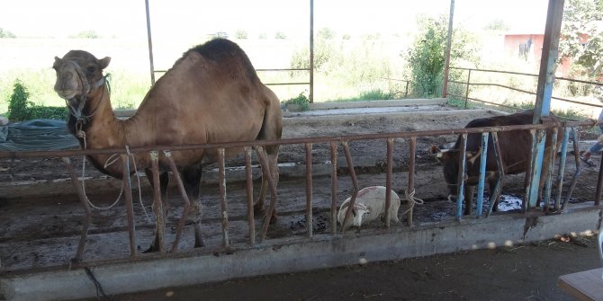 Aydın'da kurbanlık deve, sığır ve koçlar sahiplerini bekliyor