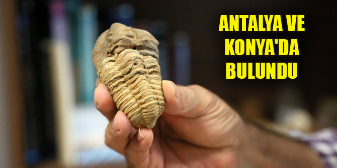 Antalya ve Konya'da 500 milyon yaşında iki fosil bulundu
