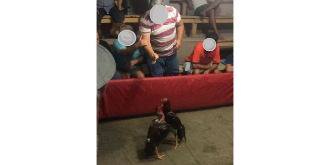 Mersin’de horoz dövüşü yaptıranlar suçüstü yakalandı