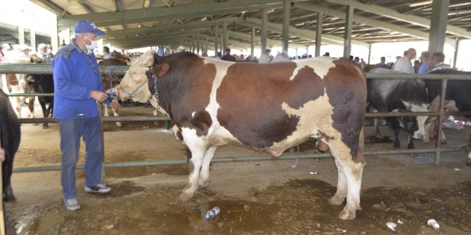 1 ton 100 kiloluk kurbanlık boğa, 23 bin liraya satıldı