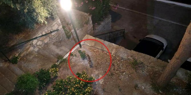 Bahçesine giren kızıl tilkiyi pastırma ve peynirle besledi