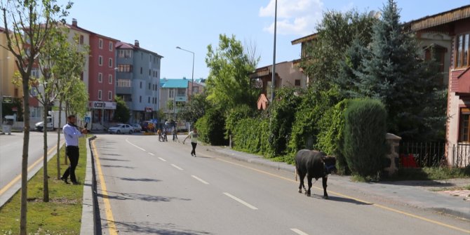Erzurum'da sahibinin elinden kaçan kurbanlık boğa güçlükle yakalandı