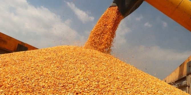 Mısır alım fiyatı 1325 lira olarak belirlendi