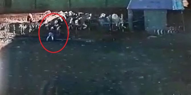 Boğa saldırdığı sahibini öldürdü; o anlar kameraya yansıdı