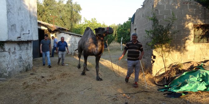 Aydın'da kurbanlık develere bu yıl talep arttı