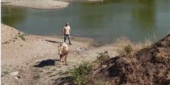 Bursa’da kurbanlık dana kaçtı, onlar kovaladı
