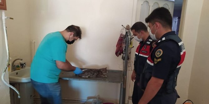 Jandarmanın dikkati yaralı kediyi yaşama döndürdü