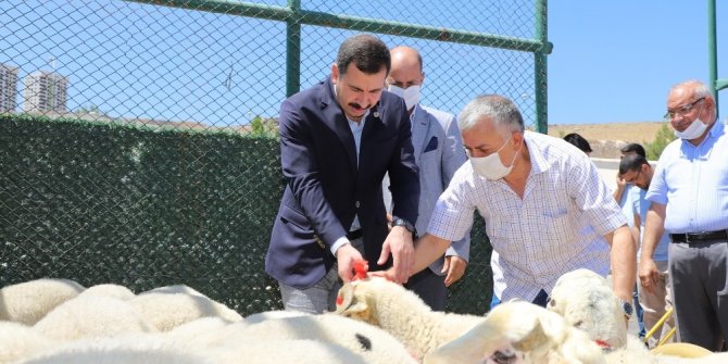 Şehit ailelerine kurbanlık koç