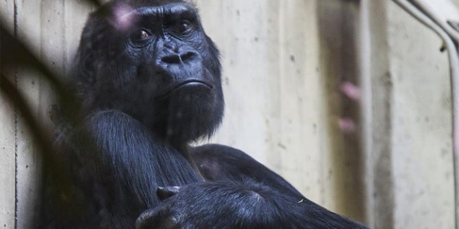 Uganda'da goril öldüren kişiye 11 yıl hapis