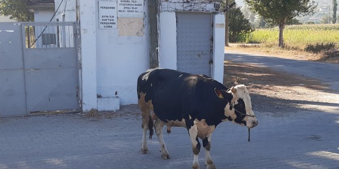Kaçan boğa uyuşturucu iğneyle sakinleştirilip, yakalandı