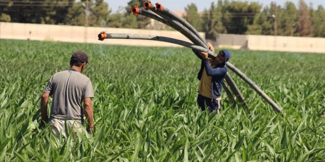 Şanlıurfa'da tarım işçileri bayramda tarlanın yolunu tuttu