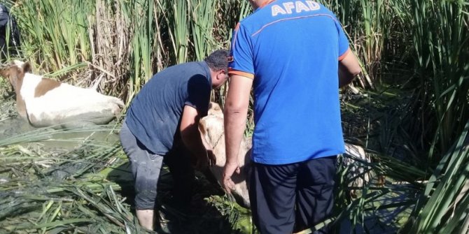 Bataklığa saplanan inekleri AFAD kurtardı
