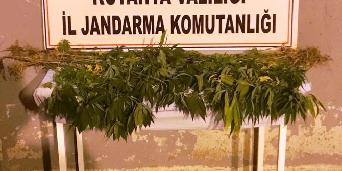 Kütahya’da 3 kişi kenevir bitkisi sularken suçüstü yakalandı