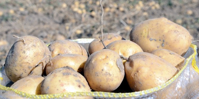Niksar patatesi Türkiye'nin dört bir yanında sofraları lezzetlendiriyor