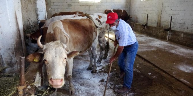 Hibe edilen 4 inekle işsizlikten kurtulan eski hükümlü: Yanlış yola sapmayın