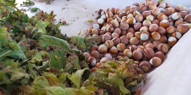 Serbest piyasada taze yaş fındık 15 liradan satılıyor