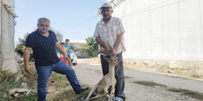 Yılandan kaçan dağ keçisi muz serasına sığındı