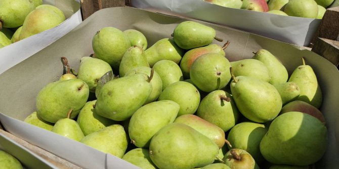 Rusya'ya da ihraç edilen 'erkenci' armudun hasadı başladı