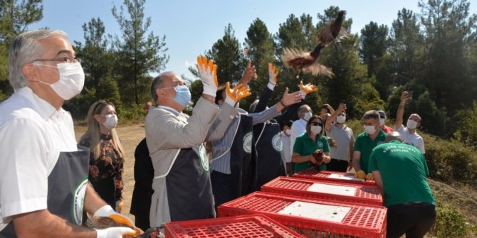 Yalova’da bin adet sülün doğayla buluştu